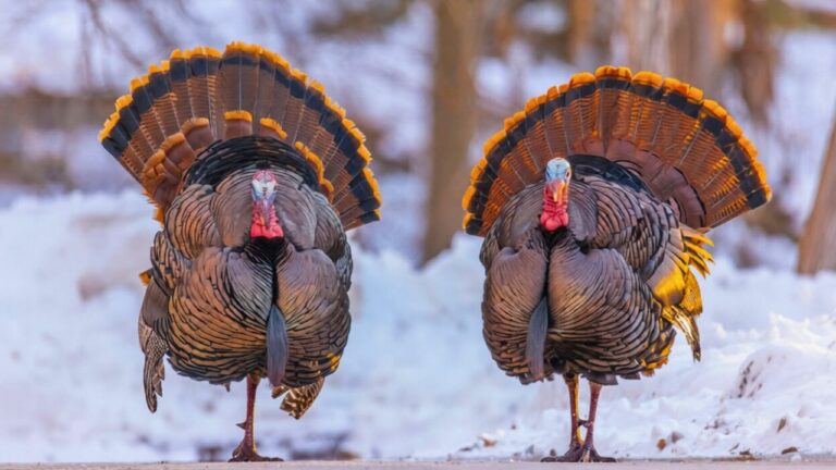 Wild turkeys terrorize quiet Wisconsin town like a real life horror flock