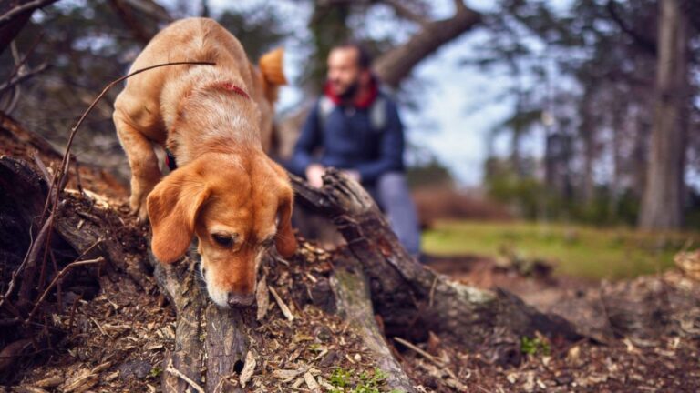 Woman says a Rover sitter took her anxious dog on an hour-long drive without warning — and then the trip ended after 12 hours when the message came that he was gone