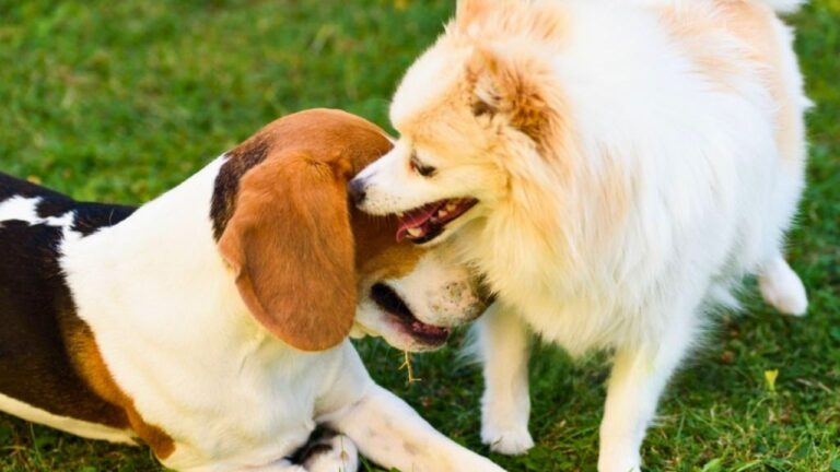 Neighbor Tied Her Dog to Another Dog Without Permission — Then Police Got Pulled Into the Backyard Breeding Fight