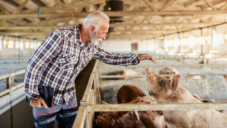 New Homeowners Picked a Fight With Their Farmer Neighbor — Then 200 Pigs Moved In Next Door