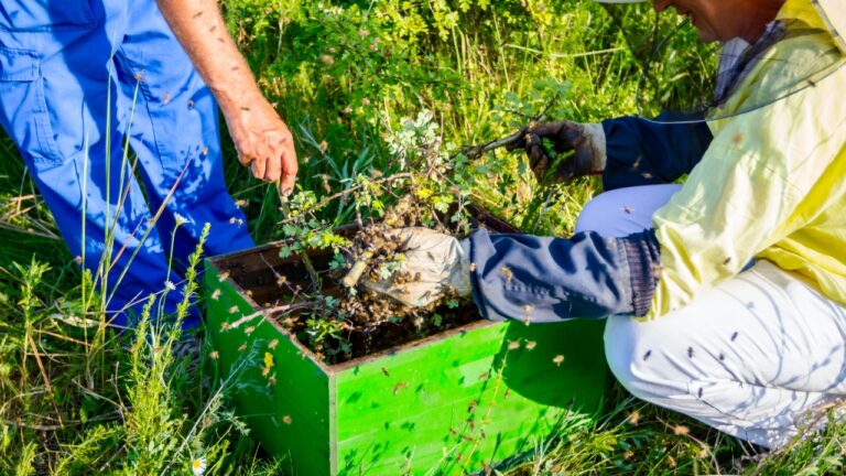 His Honeybee Hive Fell Over and a Stranger Took the Bees — Then Said “Finders Keepers” and Blocked Him