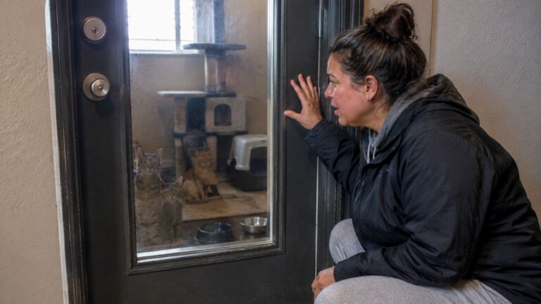 Landlord Changed the Locks With Cats Inside After a Failed Eviction Attempt