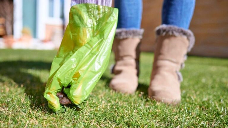 Neighbor Blames A Small Dog For Poop In Her Yard, Then Her Own Cameras Show The Dog Was Never There
